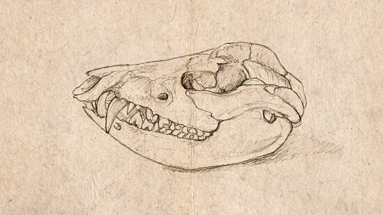 An animal skull drawing by Matt Patterson
