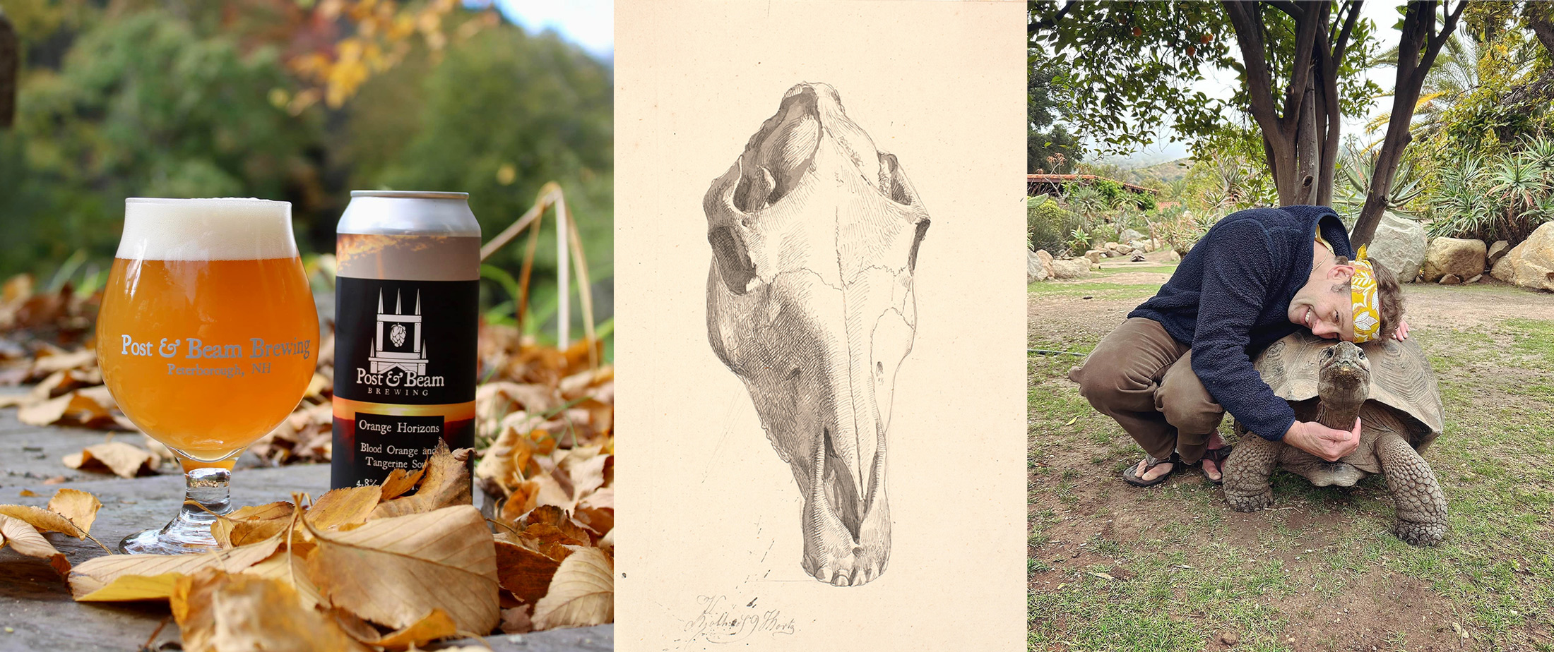 Post & Beam beer, animal skull drawing by Johan Thomas Lundbye, & Matt Patterson