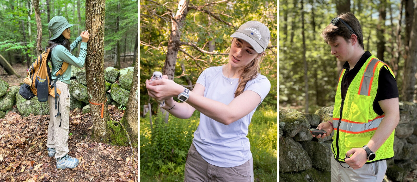 Ayushma Limbu measures a white ash tree (© Brett Amy Thelen), Addie Perry assists with kestrel banding(© Ben Conant), and Quinn Hutchings monitors an easement (© Michelle Aldredge)