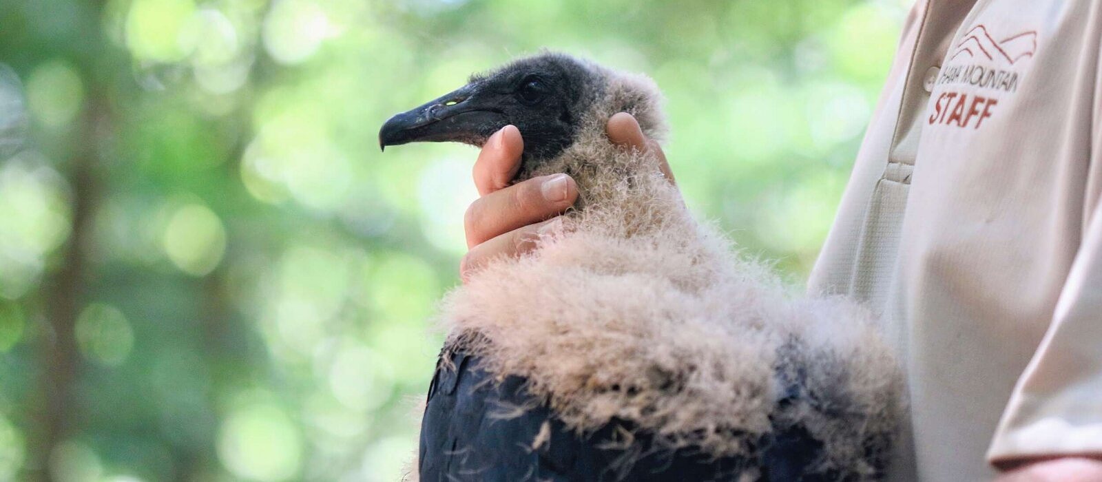A biologist holds a Black Vulture chick while affixing wing tags for research.