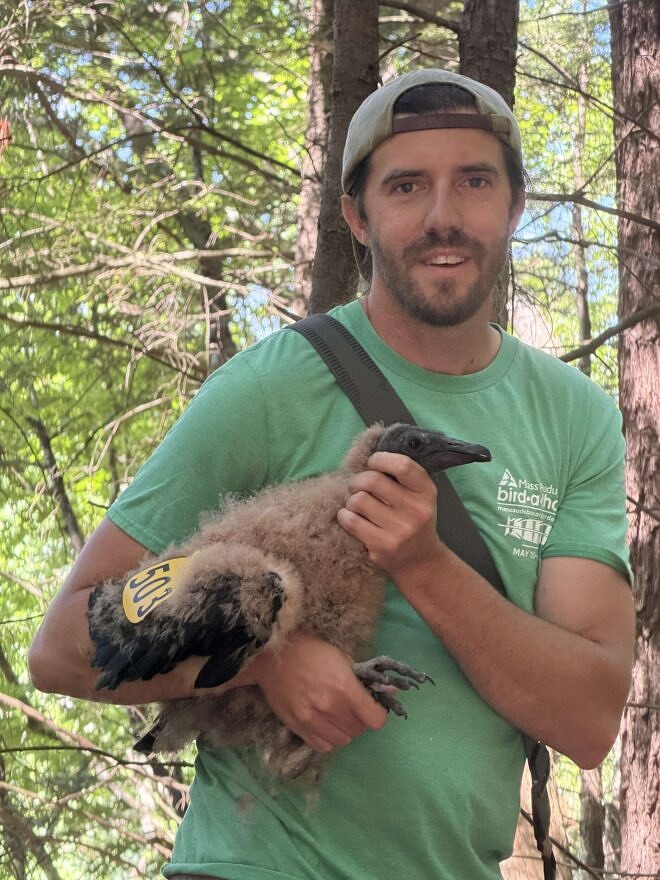 Harris Center ecologist Nate Marchessault holds (gently restrains) Black Vulture 503 during processing. Note: the bird in this photo was handled for research purposes under appropriate state and federal permits. (photo © Phil Brown)