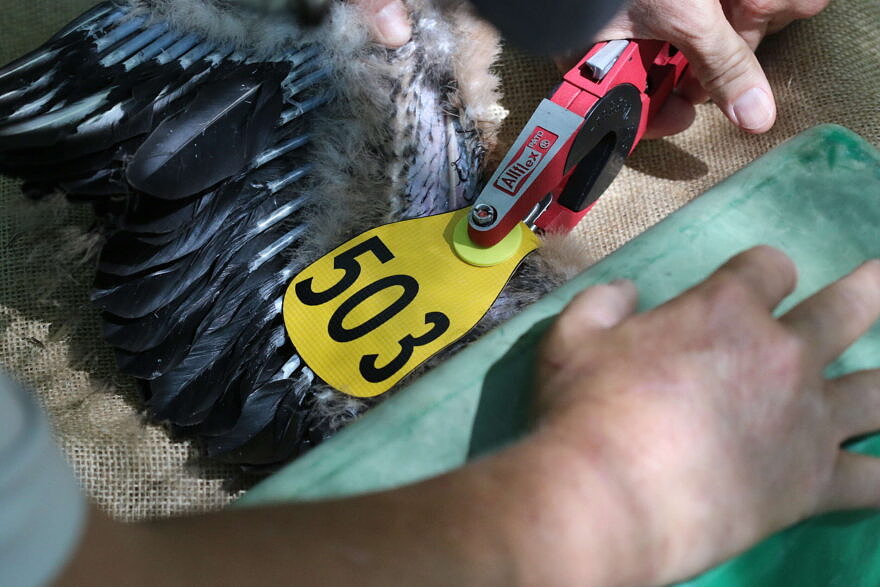 The tag is applied to a thin membrane in the wing, in a process similar to an earpiercing. During the tagging, the rest of the bird’s body is kept in a dark, contained space, which helps to keep the bird calm while the researcher places the button in an area that avoids impacting wing function. (photo © Nate Marchessault)