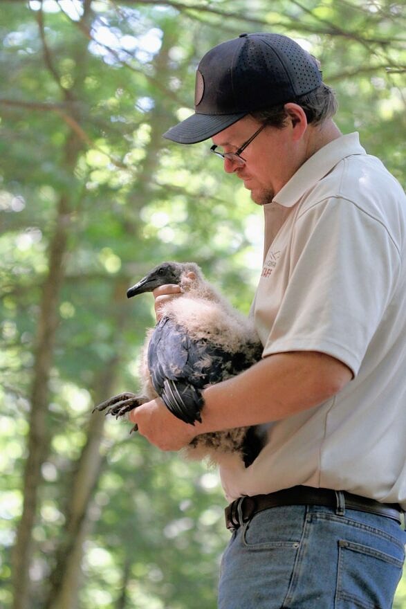 Hawk Mountain Sanctuary biologist Bracken Brown prepares to process oneof the young Black Vultures. (photo © Nate Marchessault) 
