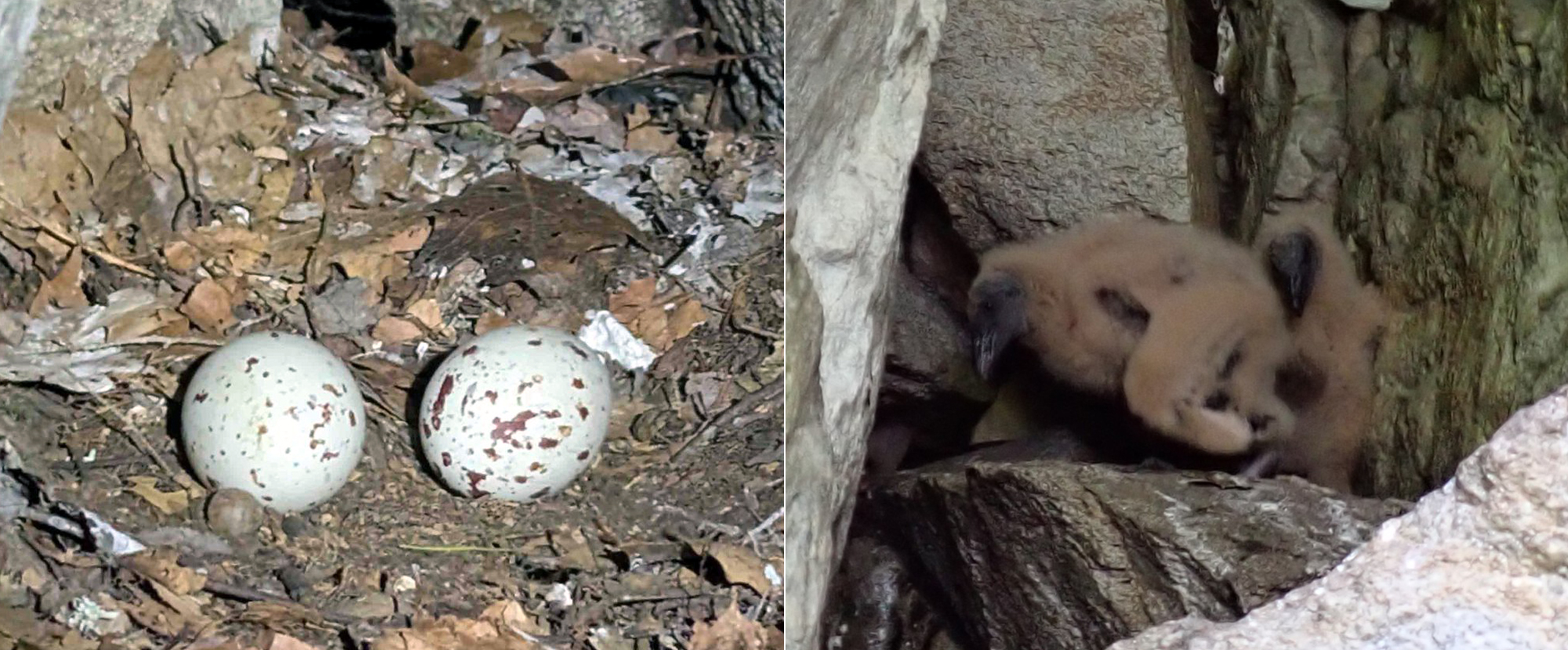 Eggs and chicks in the first documented Black Vulture nest in New Hampshire. (photo © Nate Marchessault)