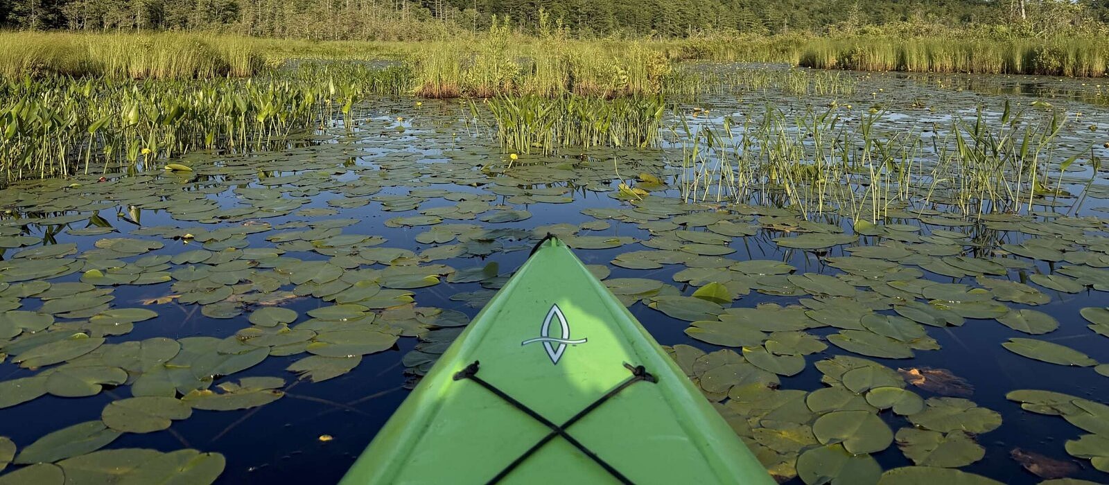 A kayak's-eye-view of a marsh filled with water lilies.