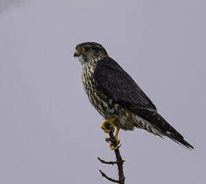 Perched merlin. (photo © Chuck Carlson)
