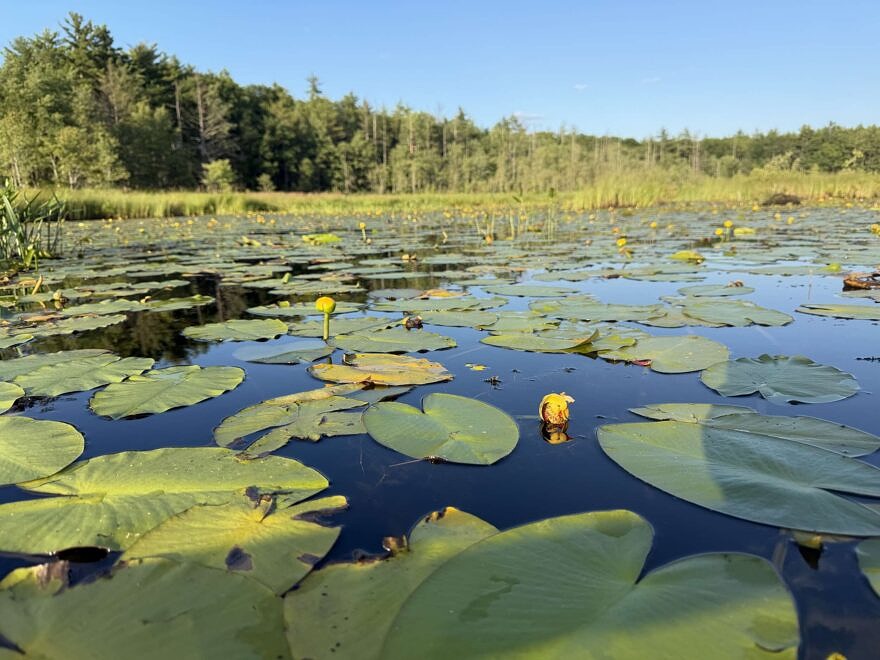 Yellow pond lilies (photo ©Phil Brown)