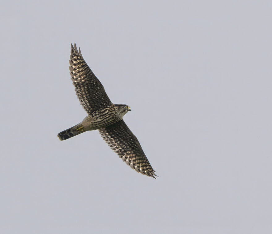 Merlin takes flight over the marsh. (photo © Chuck Carlson)