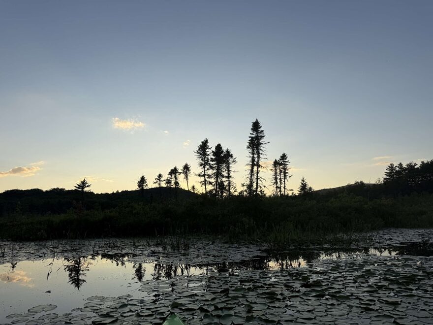 Black spruces at sunset (photo © Phil Brown)