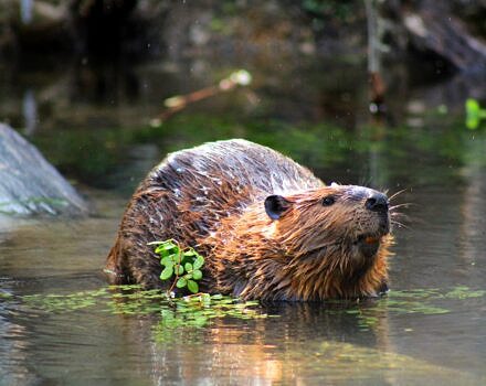 A beaver in a wetland with some green plants. (photo © Jesús Aguirre via the Flickr Creative Commons)