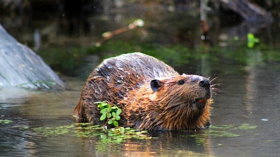 A beaver in a wetland with some green plants. (photo © Jesús Aguirre via the Flickr Creative Commons)
