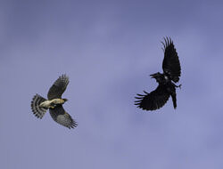 A Cooper's Hawk and Common Raven tussle in mid-air.