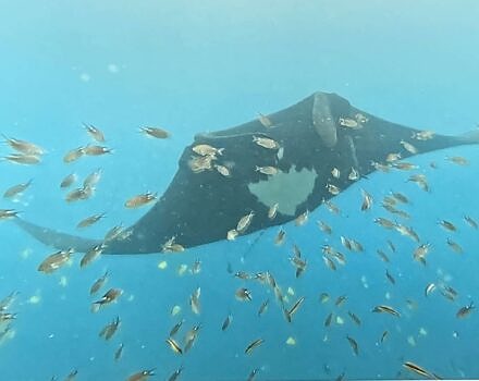 A manta ray swims through a cloud of small fish. (courtesy photo for Sy Montgomery's book)