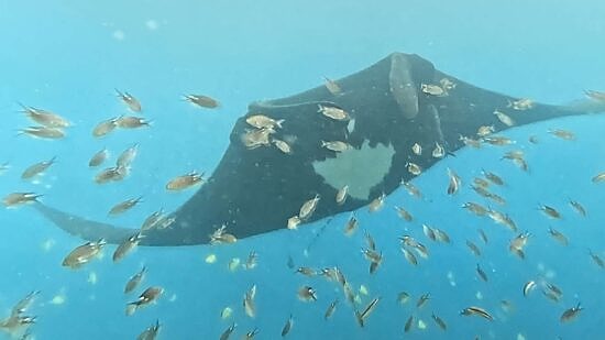A manta ray swims through a cloud of small fish. (courtesy photo for Sy Montgomery's book)