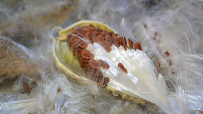 Open milkweed pod with seeds (photo © Kate Miyamoto / USFWS via Wikimedia) USFWS Mountain Prairie