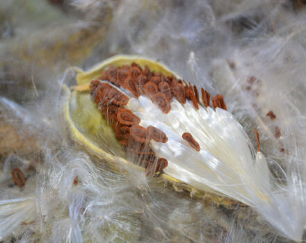 Open milkweed pod with seeds (photo © Kate Miyamoto / USFWS via Wikimedia) USFWS Mountain Prairie