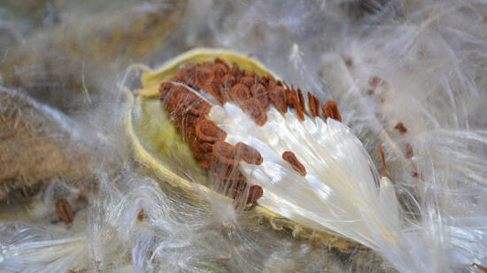 Open milkweed pod with seeds (photo © Kate Miyamoto / USFWS via Wikimedia) USFWS Mountain Prairie