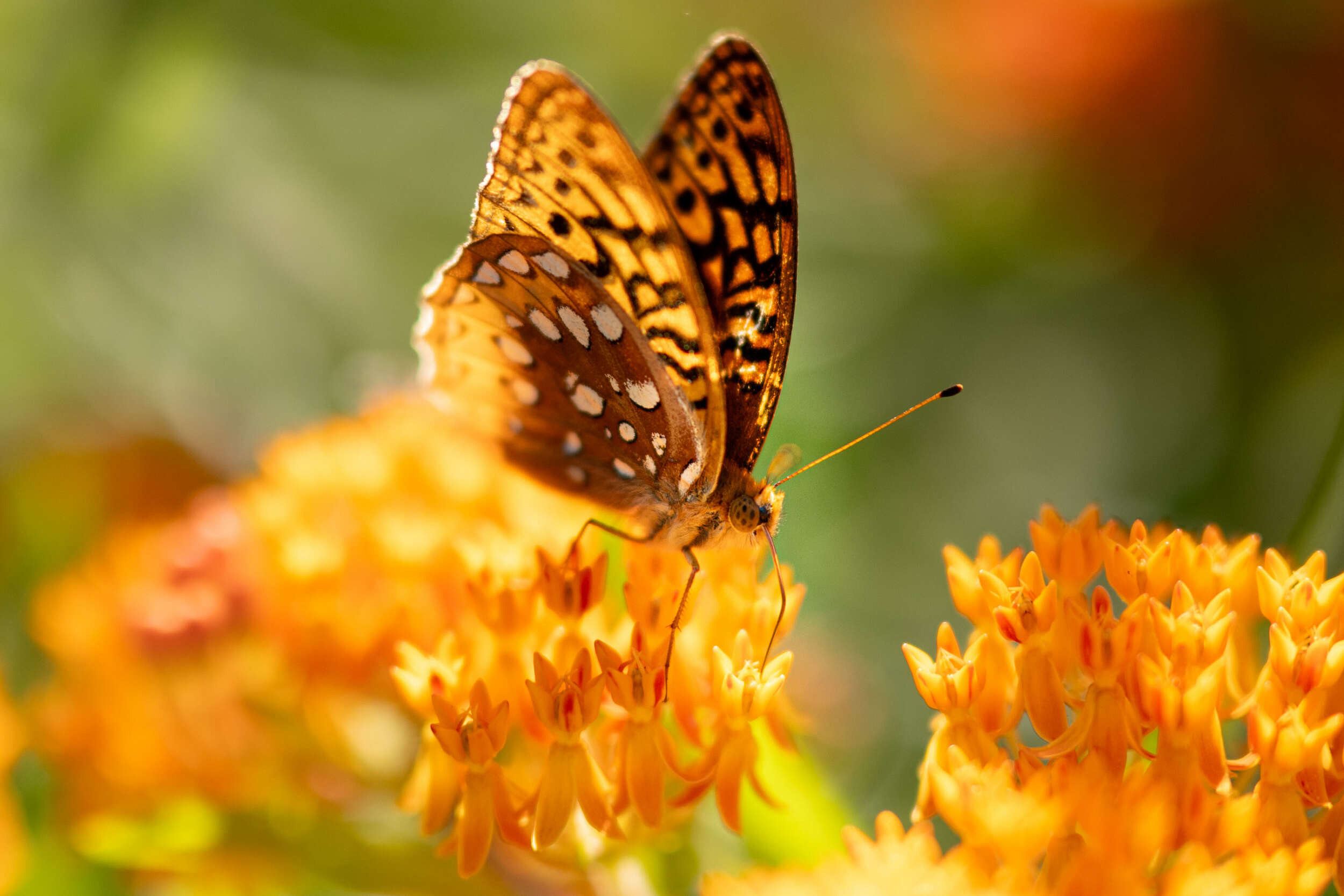 Great Spangled Fritillary butterfly in the Harris Center Pollinator Garden (photo © Ben Conant)