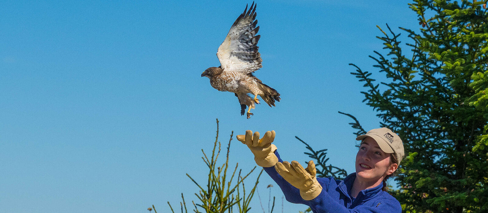 Kate McKay releases a Broad-winged Hawk on Pack Monadnock. (photo © Susan Kline)