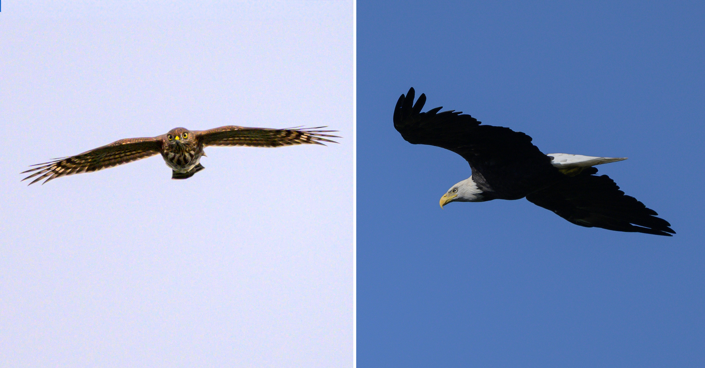 A Sharp-shinned Hawk (left) and Bald Eagle (right) soaring over Pack Monadnock in September 2026. (photos © Chuck Carlson)