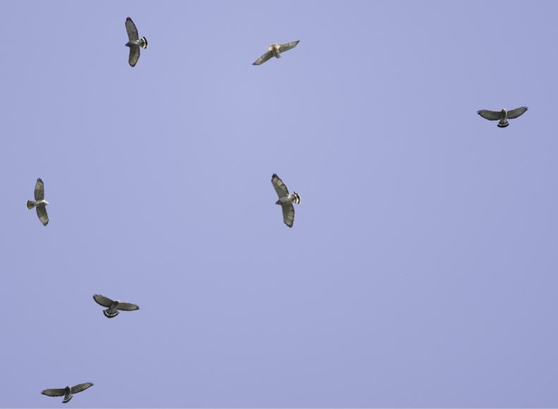 Kettle of Broad-winged hawks over Pack Monadnock (photo © Chuck Carlson)