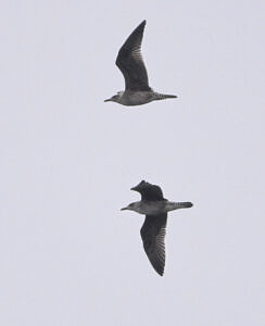 Lesser Black-backed gulls (photo © Chuck Carlson)