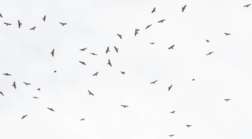 A Broad-winged Hawk kettle swirls above Pack Monadnock. (photo © Judd Nathan)