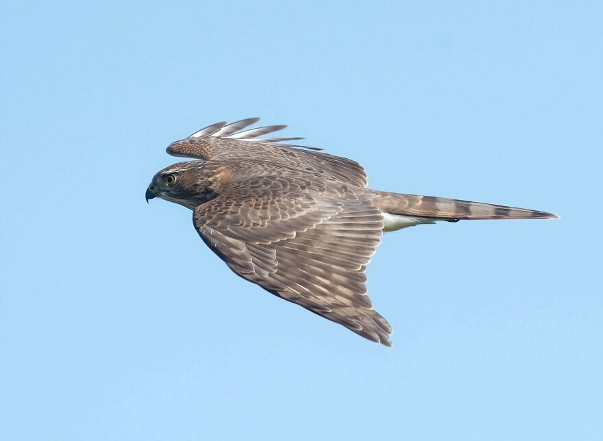 A Sharp-shinned Hawk in flight above Pack Monadnock. (photo © Judd Nathan)