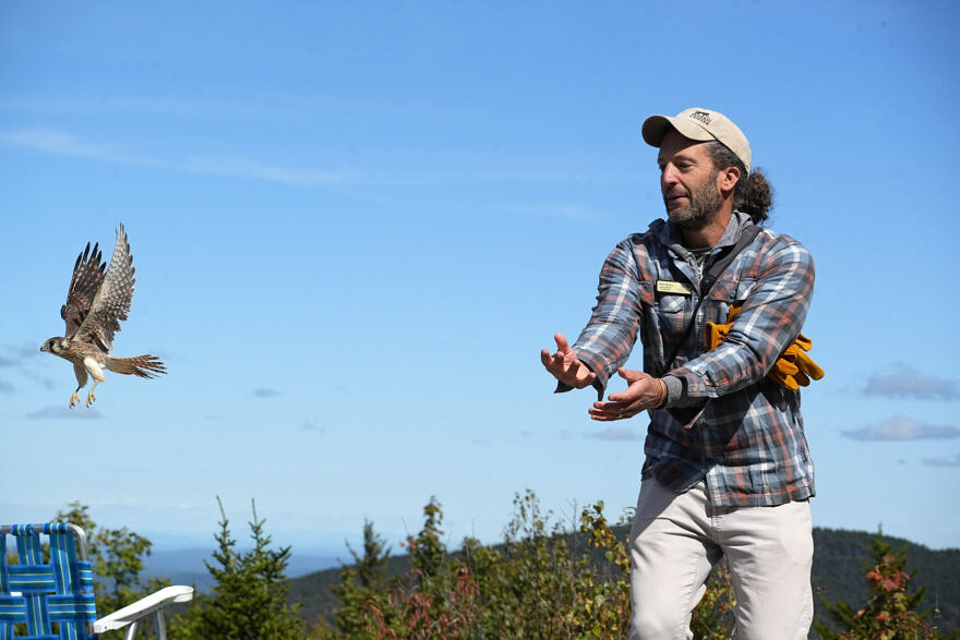 Phil Brown releases an American Kestrel. (photo © Gigi Chen)