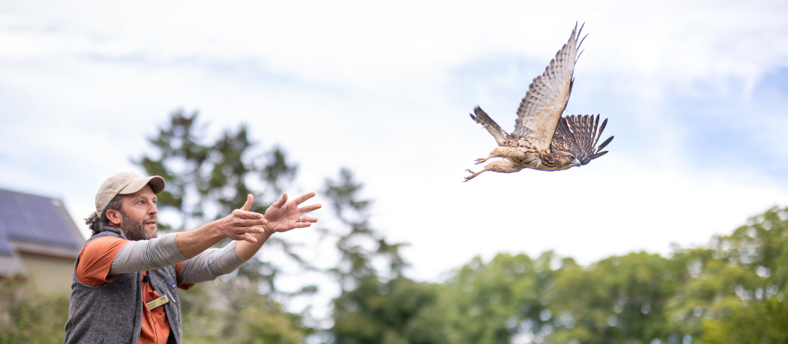 Phil Brown releasing a rehabilitated Broad-winged Hawk at the Harris Center's 2026 Annual Meeting (photo © Ben Conant)